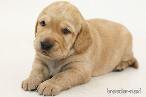 販売中の神奈川県のミックス犬-386734